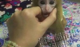 心动小猴爆料视频在线观看,揭秘视频背后的精彩瞬间